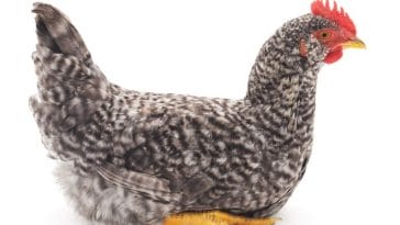 Everything You Need to Know About the Silver Grey Dorking Chicken Breed