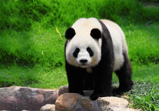 Famous Names Inspired By Pandas