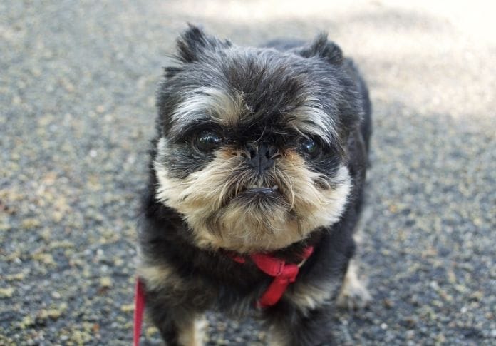 150+ Best Gremlin Dog Names: Names for Your Brussels Griffon