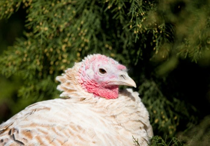 Female Turkey Names