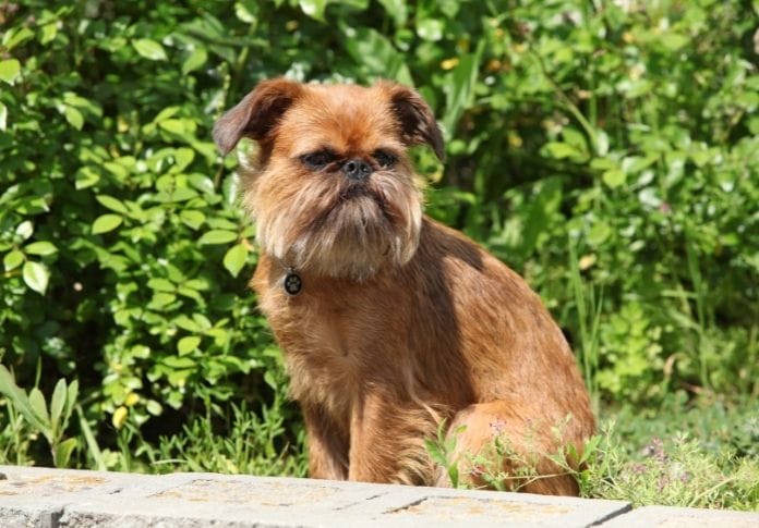 150+ Best Gremlin Dog Names: Names for Your Brussels Griffon