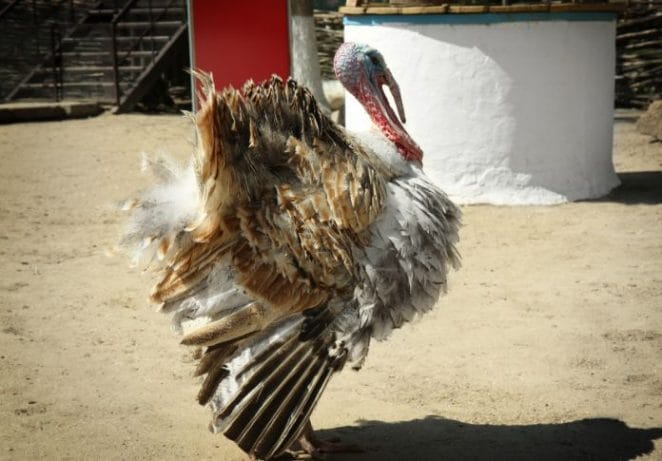 Funny Turkey Names With Meanings