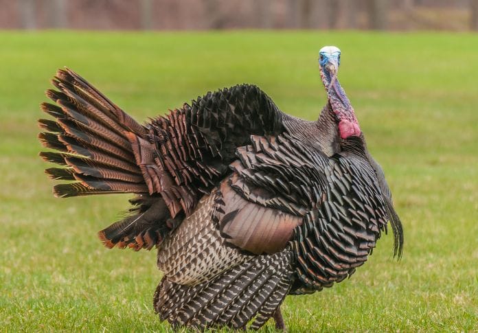 Funny Turkey Names