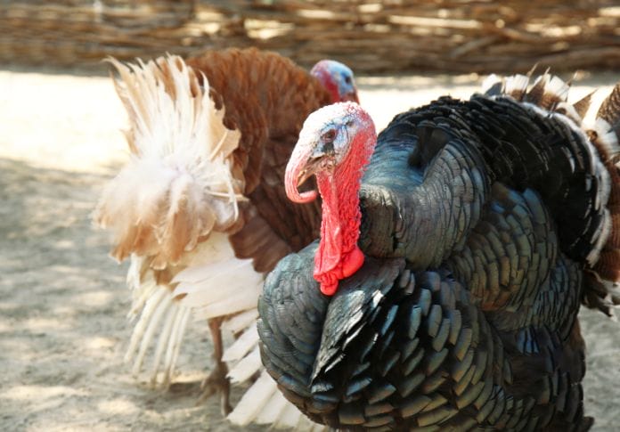 Funny Turkey Pun Names