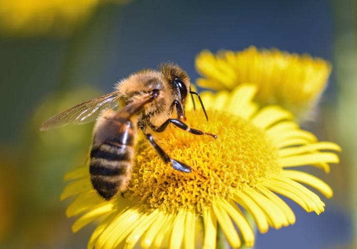 250-best-bee-names-cute-funny-unique-names-for-a-bee