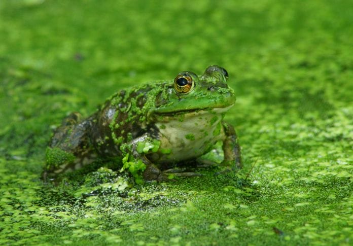 Girl Names That Mean Frog