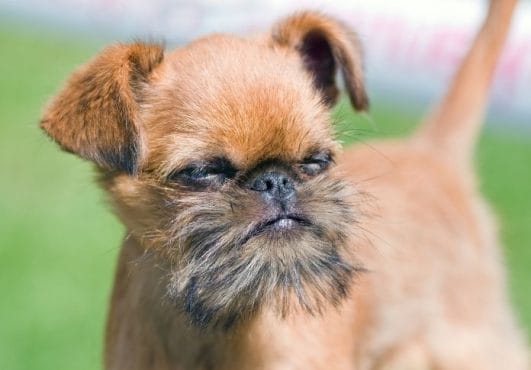 150+ Best Gremlin Dog Names: Names for Your Brussels Griffon