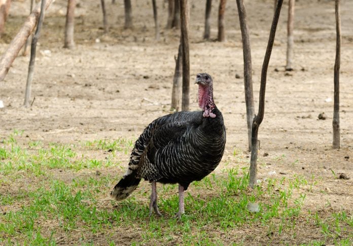 Male Turkey Names