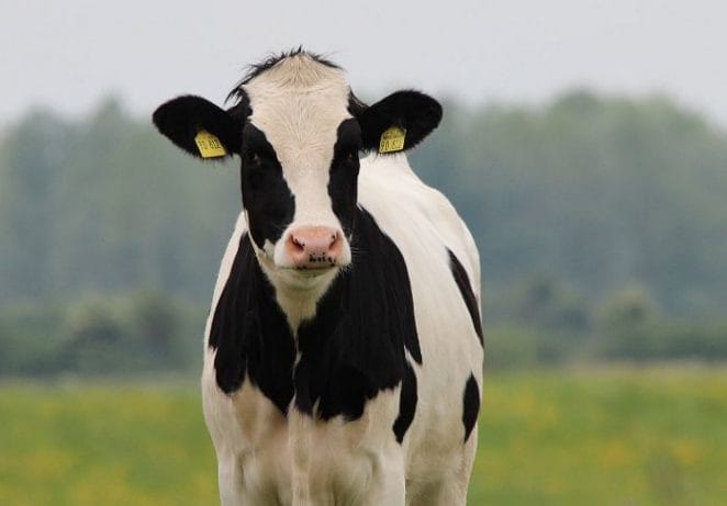 Most Popular Female Cow Names