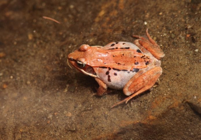 Names That Frog From Other Languages