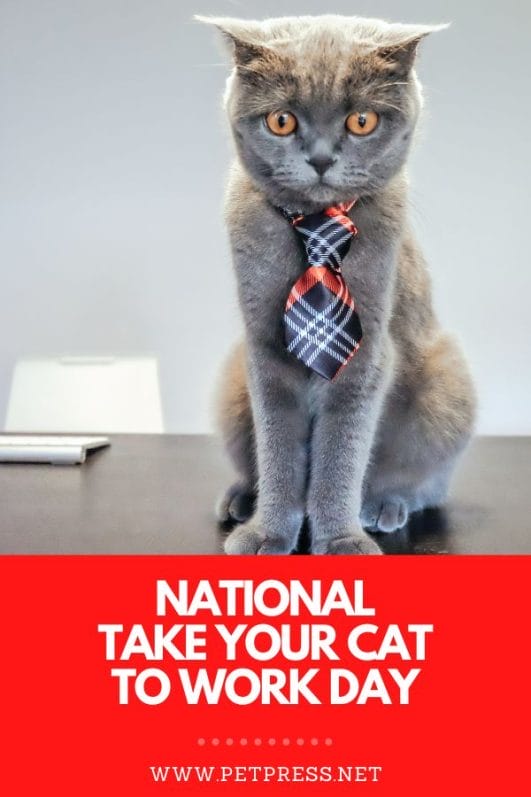 National Take Your Cat to Work Day Everything You Need to Know