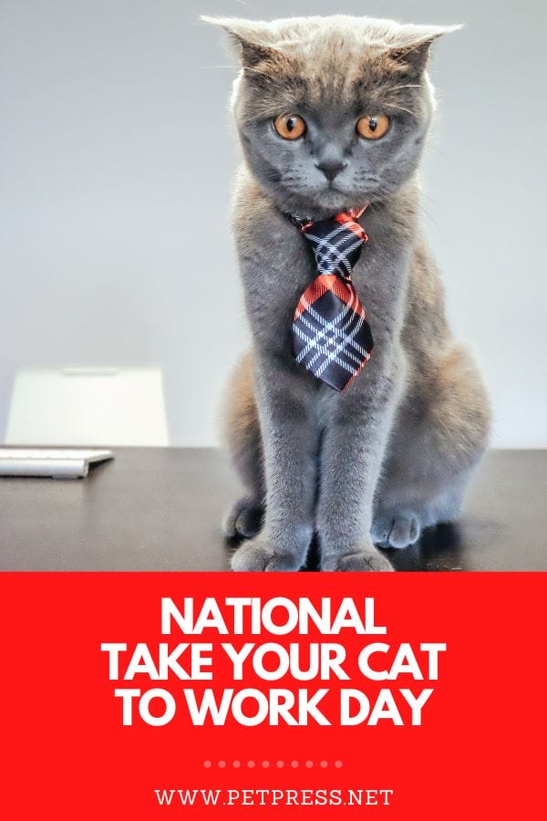 National Take Your Cat To Work Day