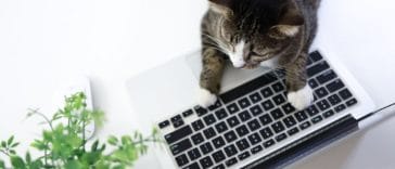 National Take Your Cat to Work Day - Everything You Need to Know