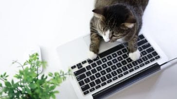 National Take Your Cat to Work Day - Everything You Need to Know