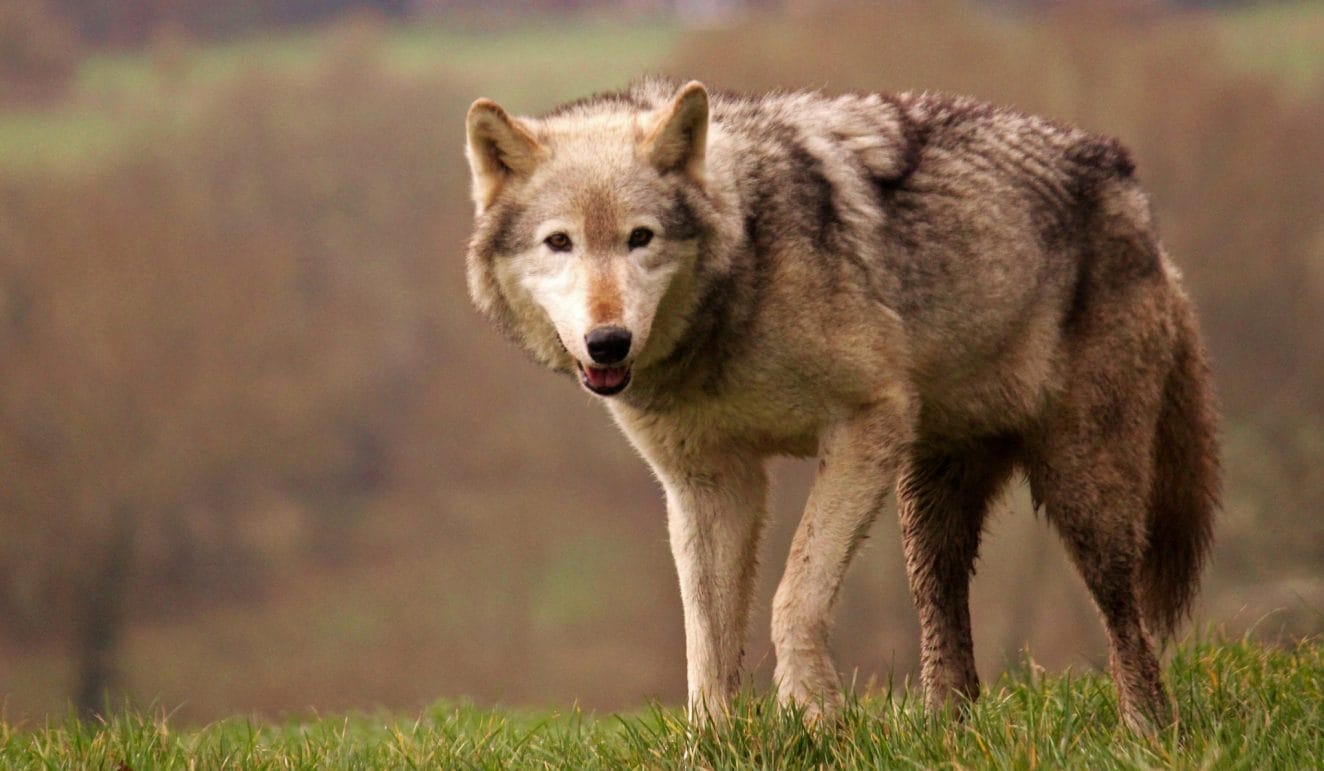 11 The Largest Wolves In The World: How They Behave, Live, And Hunt