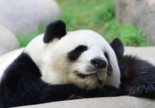 Panda-Related Female Names