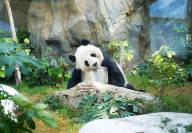 Panda-Related Male Names