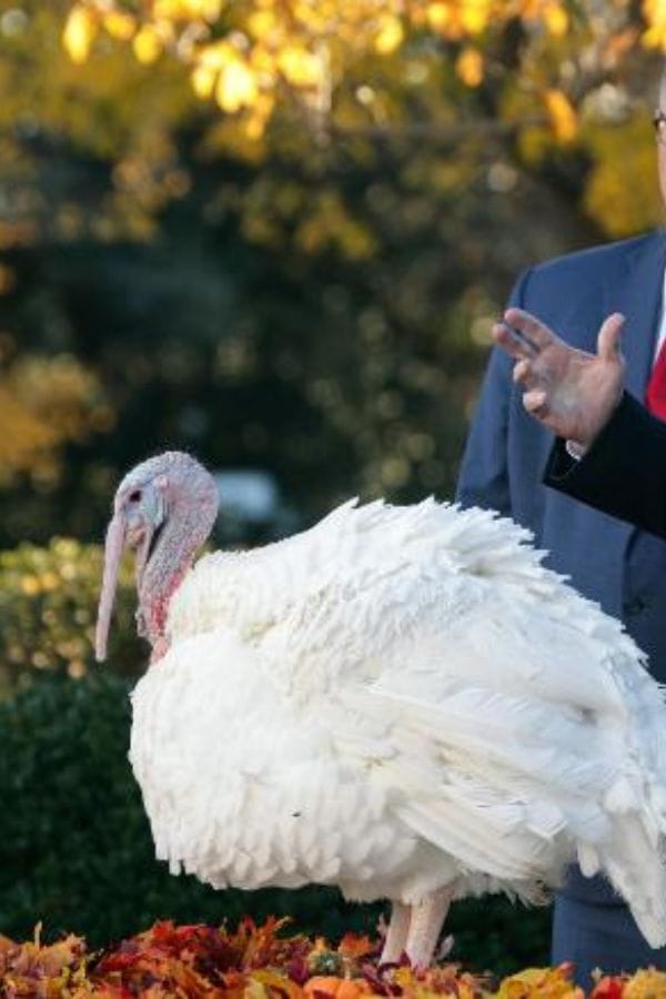 Pardoning Turkey Names