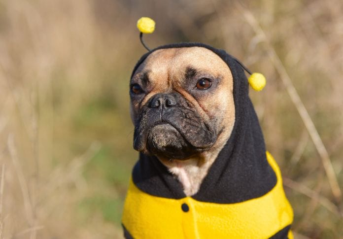 70-bee-pun-names-that-will-make-you-buzz-with-laughter