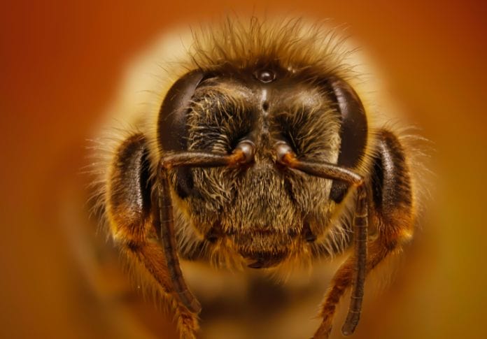 250-best-bee-names-cute-funny-unique-names-for-a-bee