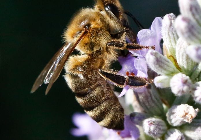 250-best-bee-names-cute-funny-unique-names-for-a-bee