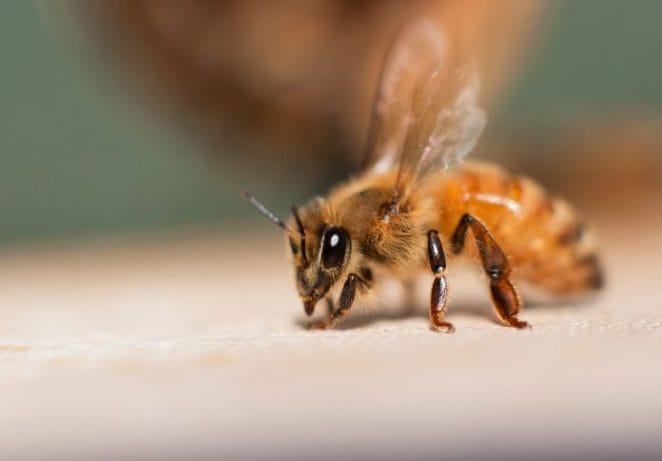 Sweet Names Fitting For A Honey Bee