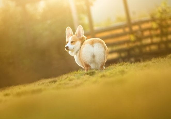 The History Of Corgi Day