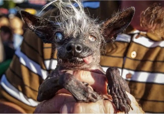The History Of Ugliest Dog Day