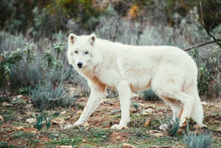 11 The Largest Wolves In The World How They Behave, Live, And Hunt