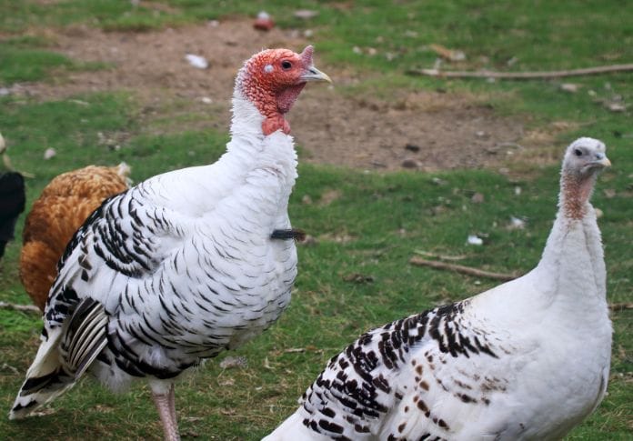 White Turkey Names