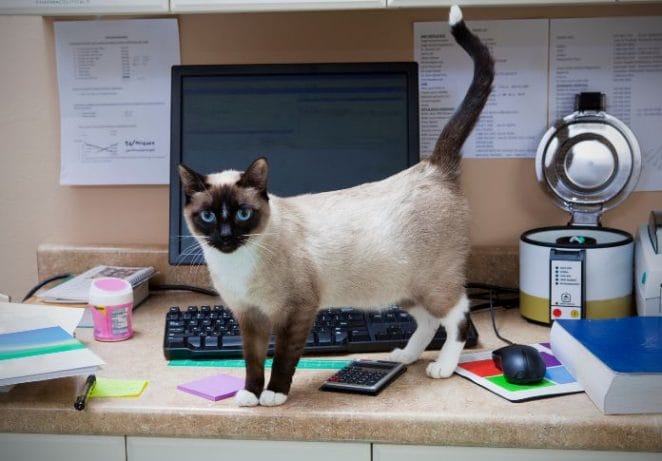 Why do pet owners love National Take Your Cat To Work Day?