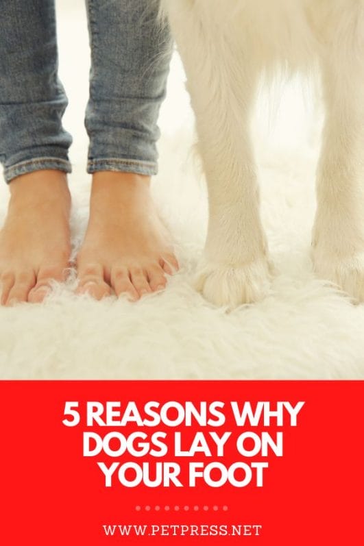5 Reasons Why Dogs Keep Laying On Your Feet