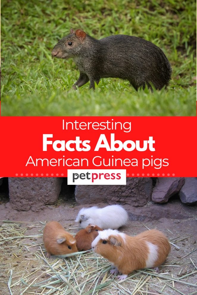 american-guinea-pigs