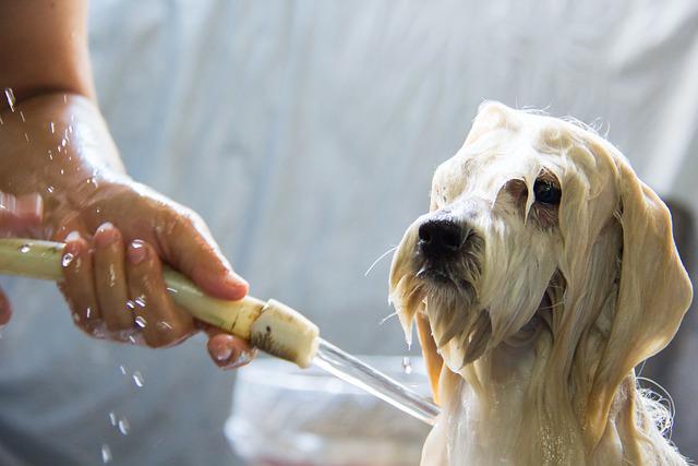 Dog wash