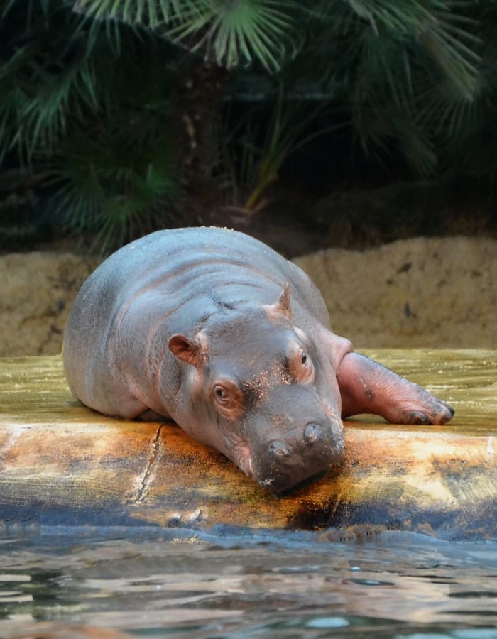 hippo-names-a-comprehensive-list-of-200-cute-hippopotamus-names