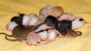 baby-rats