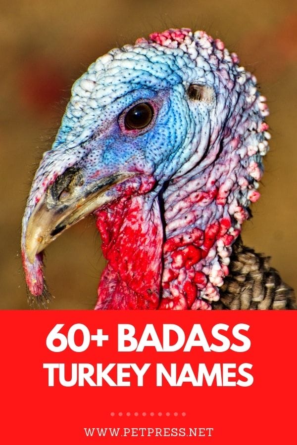 badass turkey names