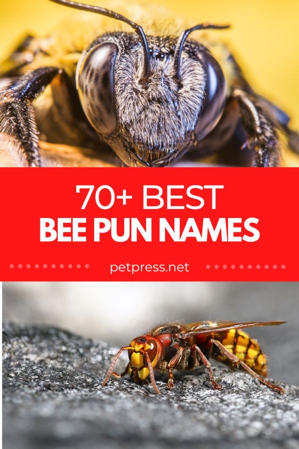 bee pun names