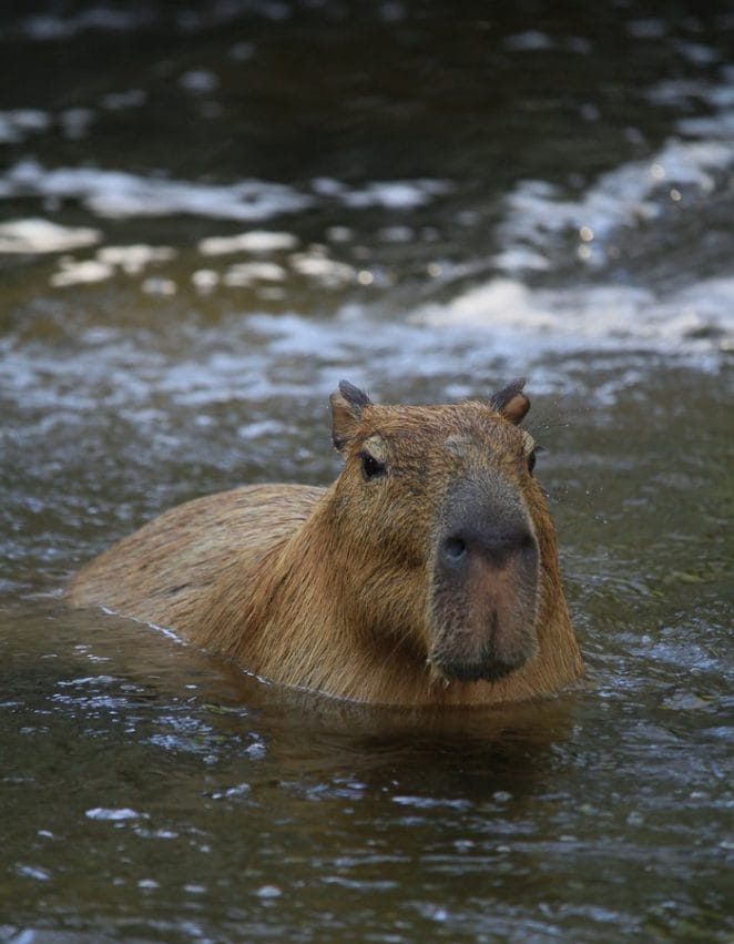 best-capybara-names