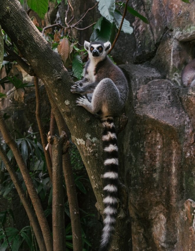 best-lemur-names