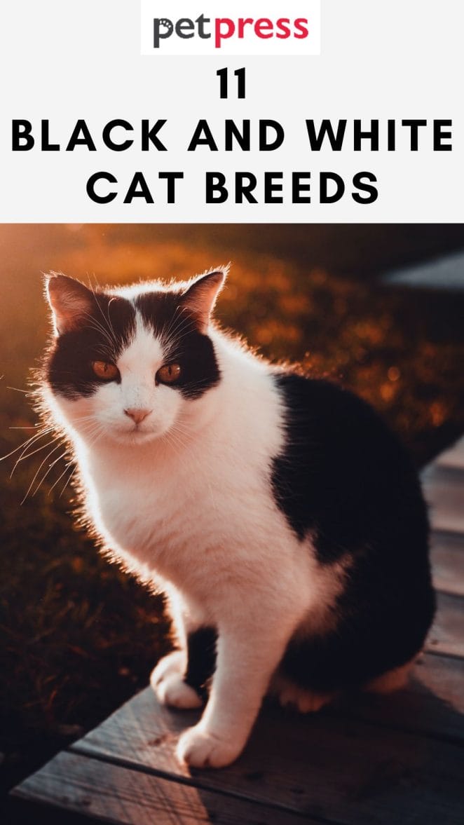 black-and-white-cat-breeds