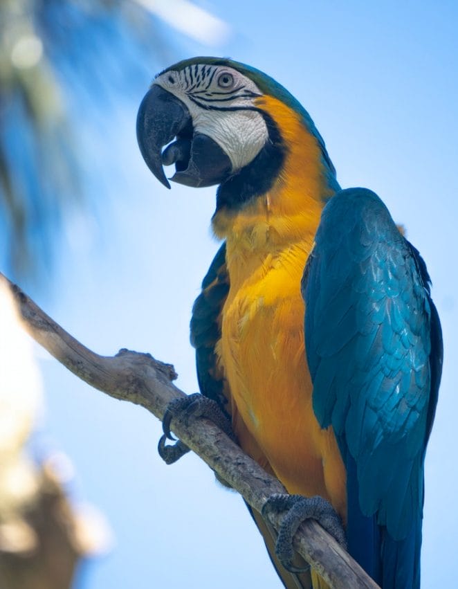 blue-and-yellow-macaw-names