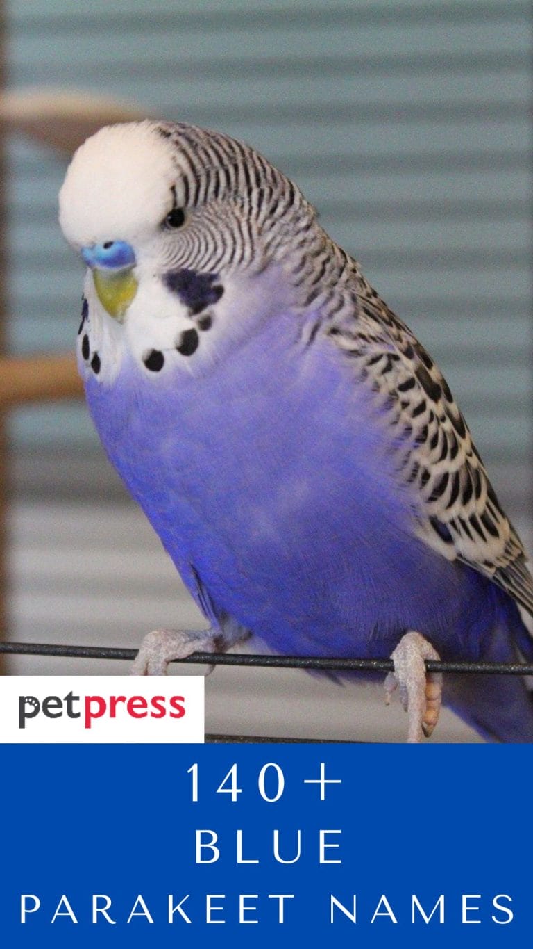 140+ Blue Parakeet Names to Give Your Cute Blue Pet Parakeet