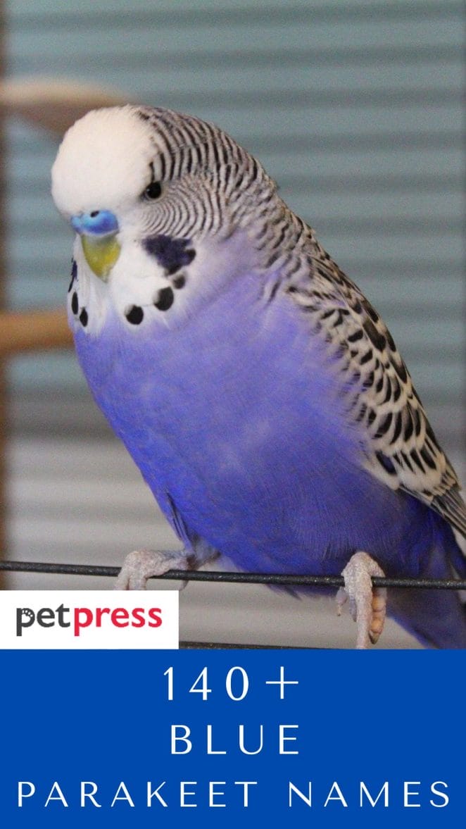 blue-parakeet-names