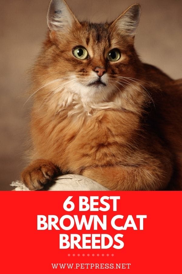 brown cat breeds
