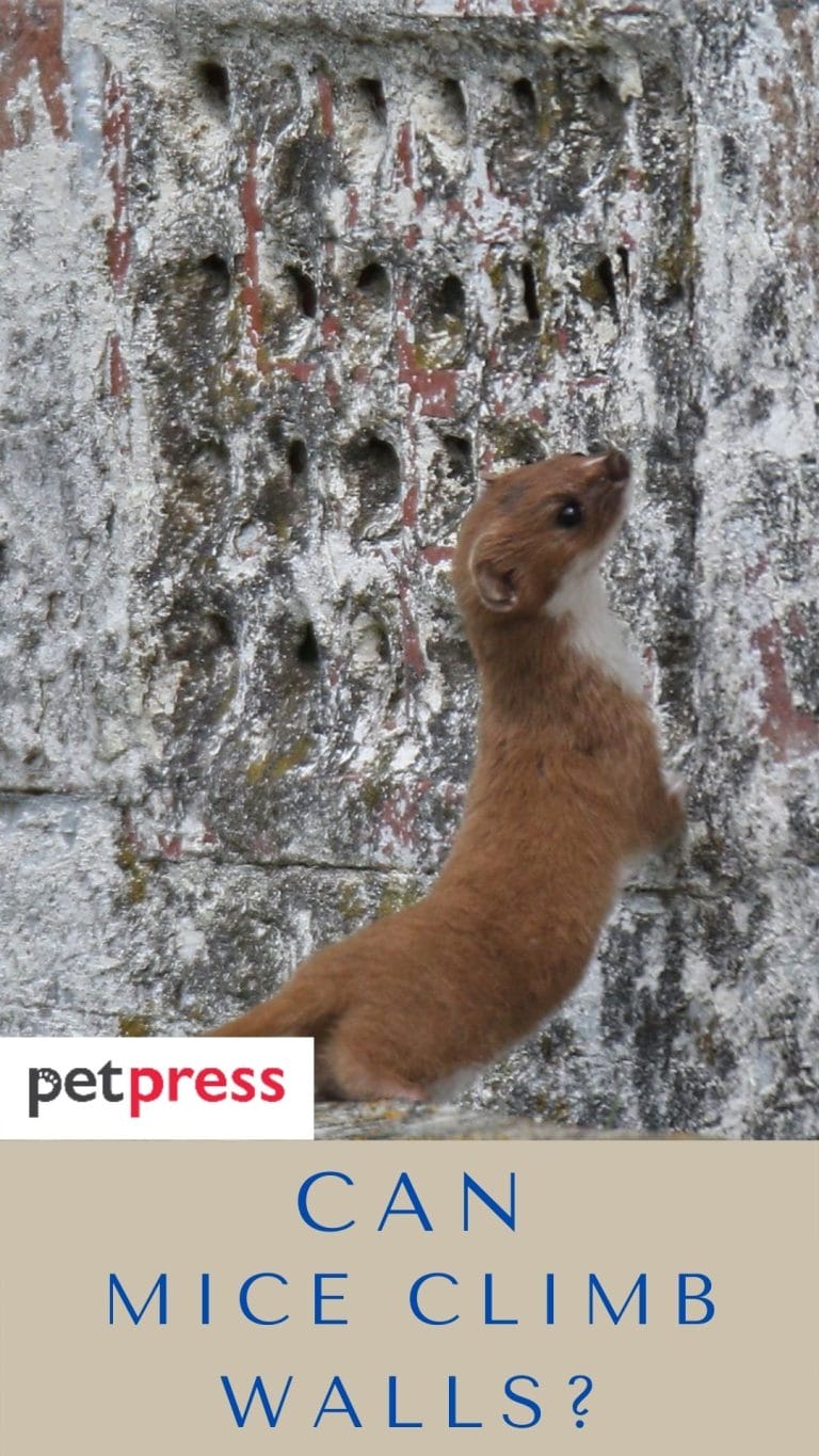 Can Mice Climb Walls? Surprising Facts about These Cute Little Rodents