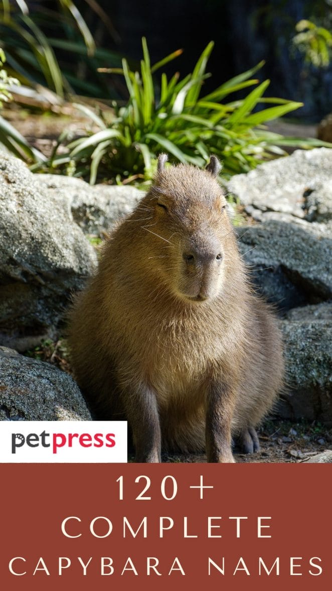 capybara-names