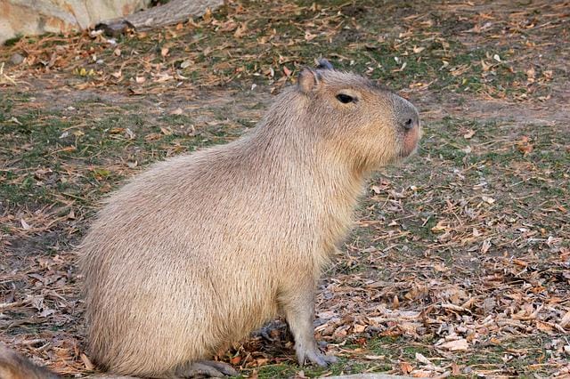 Do Capybaras Make Good Pets? Pros and Cons of Owning a Capybara