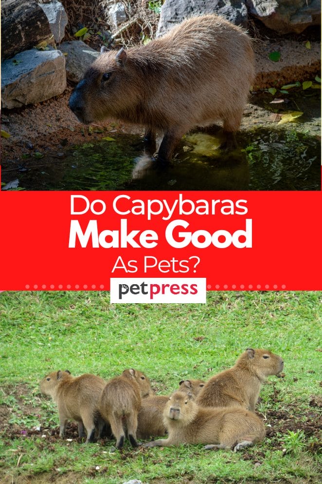 Do Capybaras Make Good Pets? Pros and Cons of Owning a Capybara