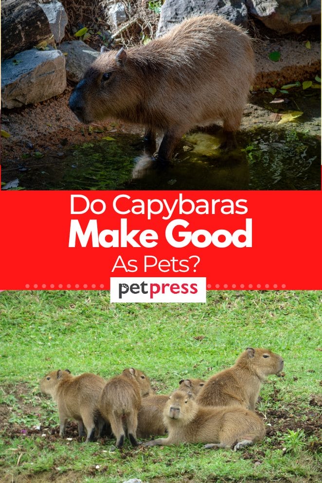 capybaras-as-pets